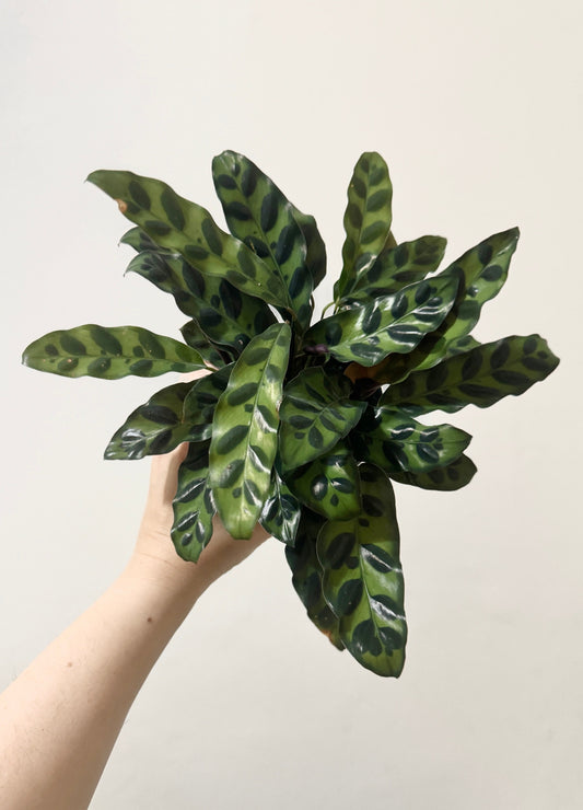 Calathea Lancifolia Rattlesnake Prayer Plant 4" | 6” Pot - Live Indoor Houseplant