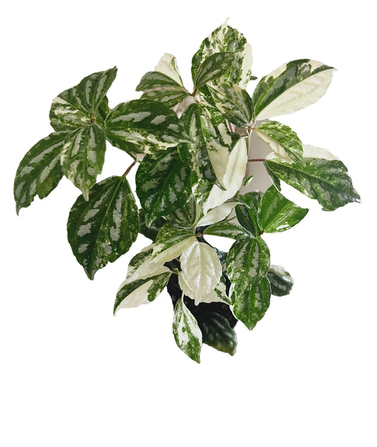 Variegated Albo Pilea Cadierei Plant - 3.5” Nursery Pot