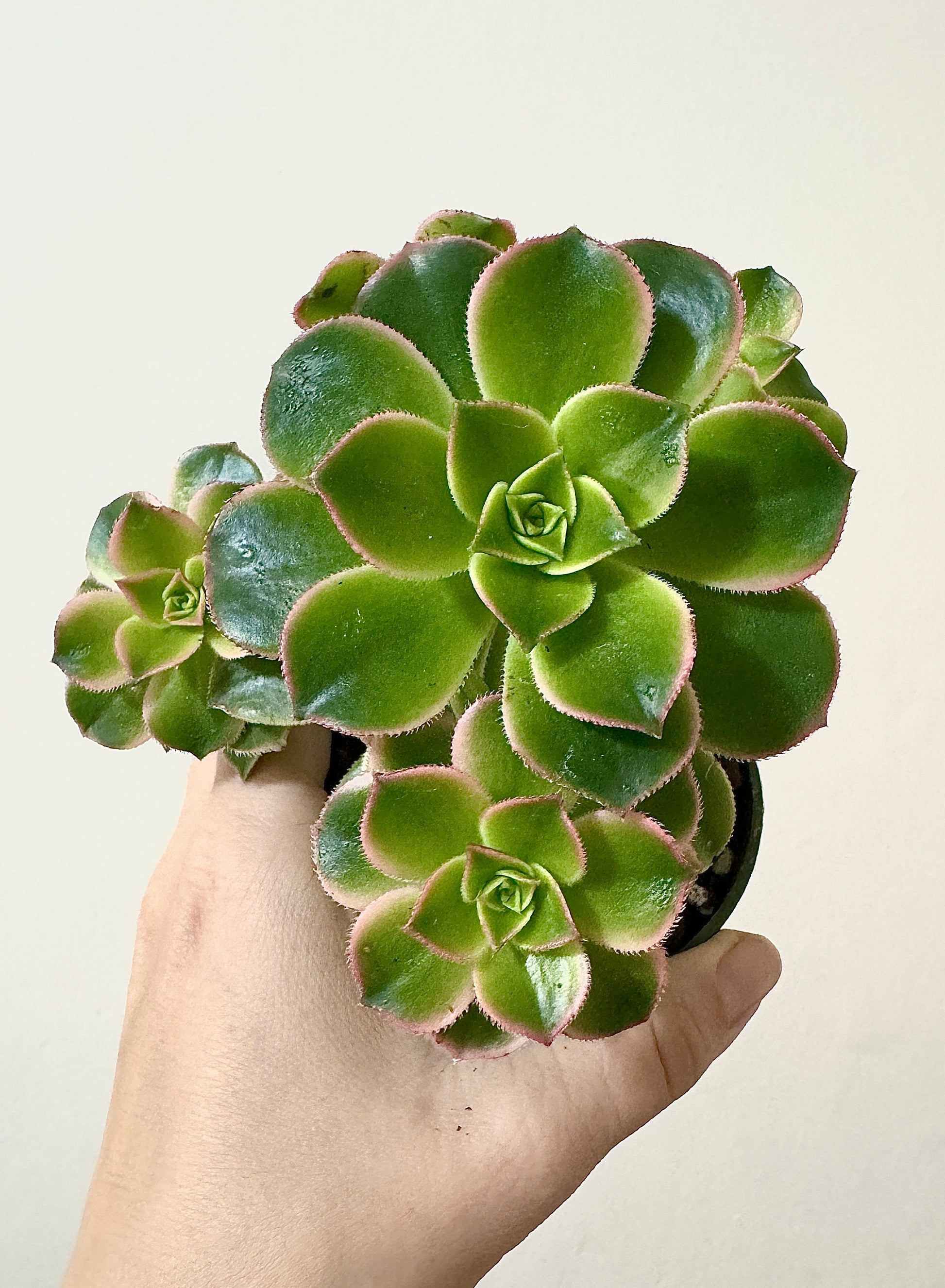 Aeonium 'Kiwi' Succulent Plant - 3.5” Pot - optional decorative pot