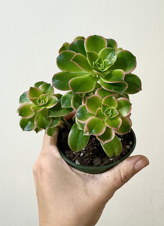 Aeonium 'Kiwi' Succulent Plant - 3.5” Pot - optional decorative pot