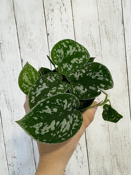 Silver Satin Pothos (Scindapsus pictus) 4” pot - Live Plant