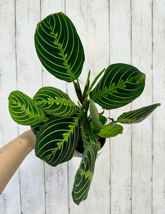 Lemon Lime Prayer Plant - Maranta - Live plant- 4 inch Pot - optional decorative pot