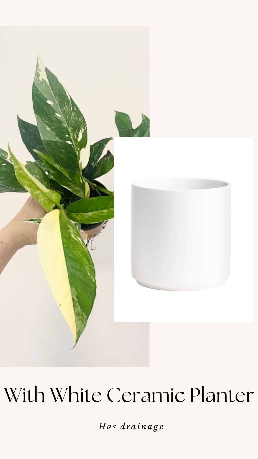 Epipremnum Pinnatum Albo Variegated Plant - Live Plant 4" Pot - optional decorative planter