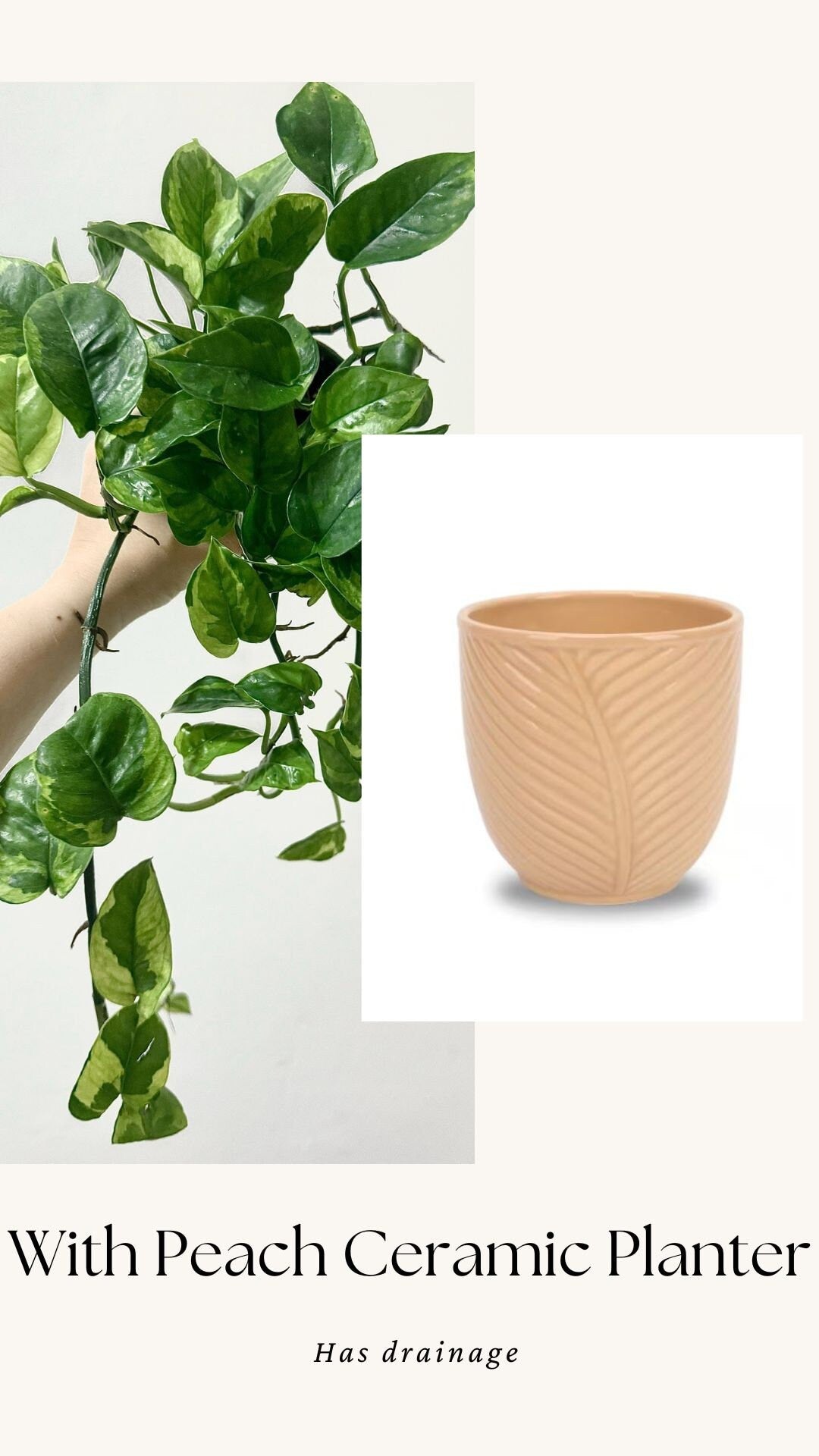 Pothos Lizard Queen Plant - Collectors Pothos - Rare Plant - 4 inch Nursery Pot - Live Plant