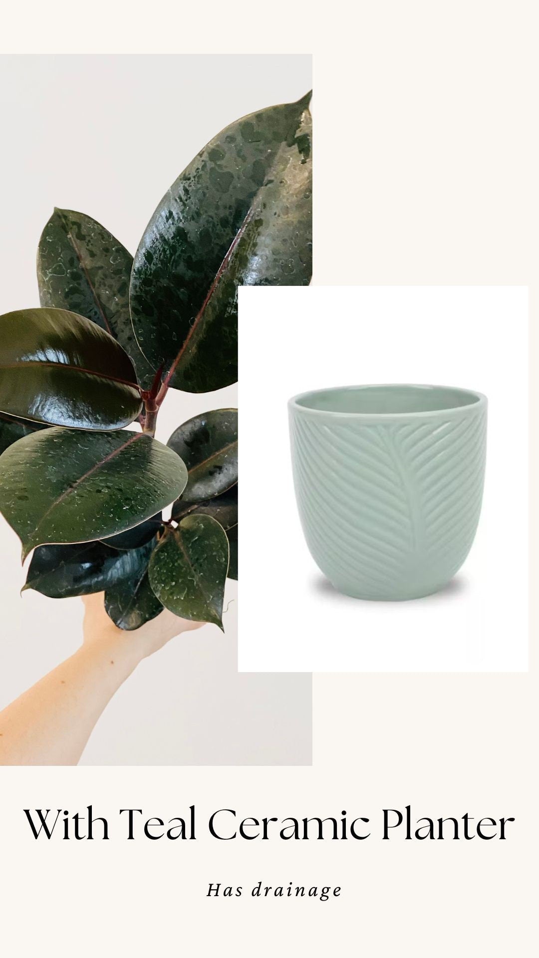 Ficus Elastica Burgundy Rubber Tree Plant - 6" Nursery Pot - Live Plant - optional decorative pot