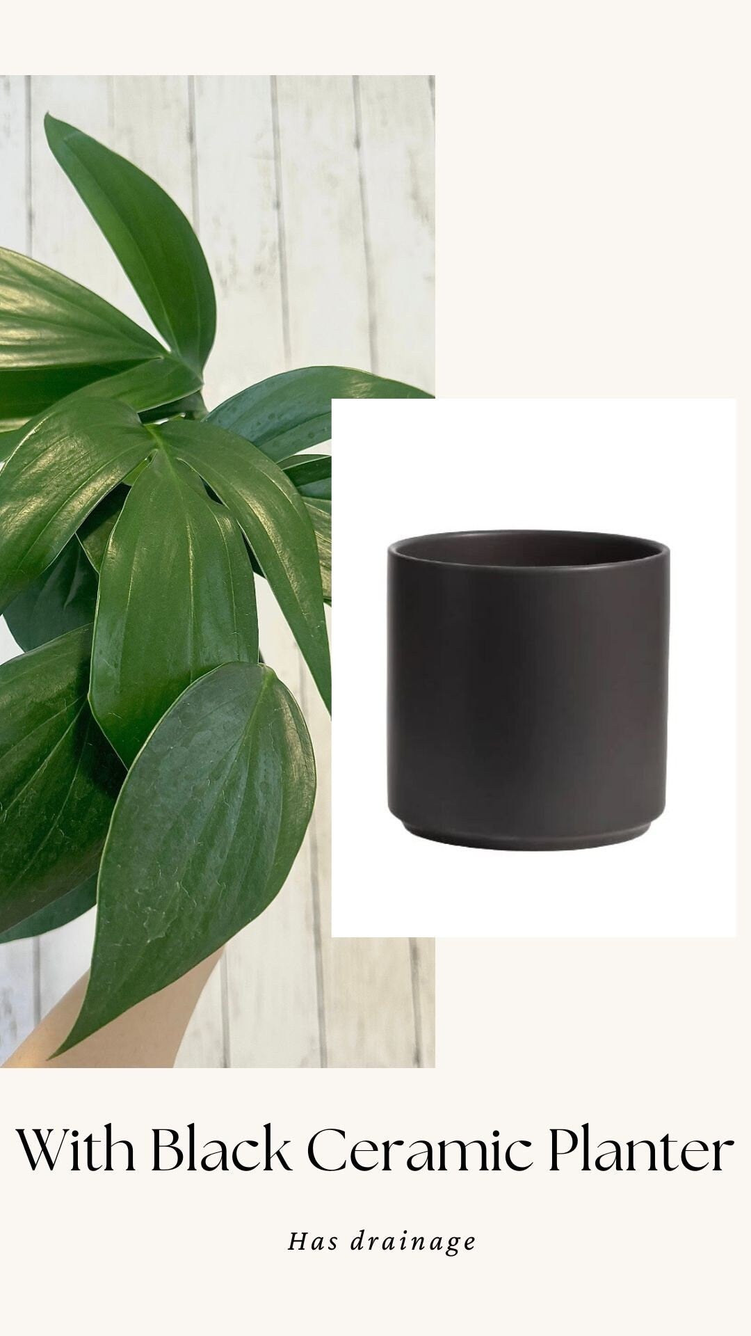 Rhaphidophora Decursiva Plant - 6” Nursery Pot