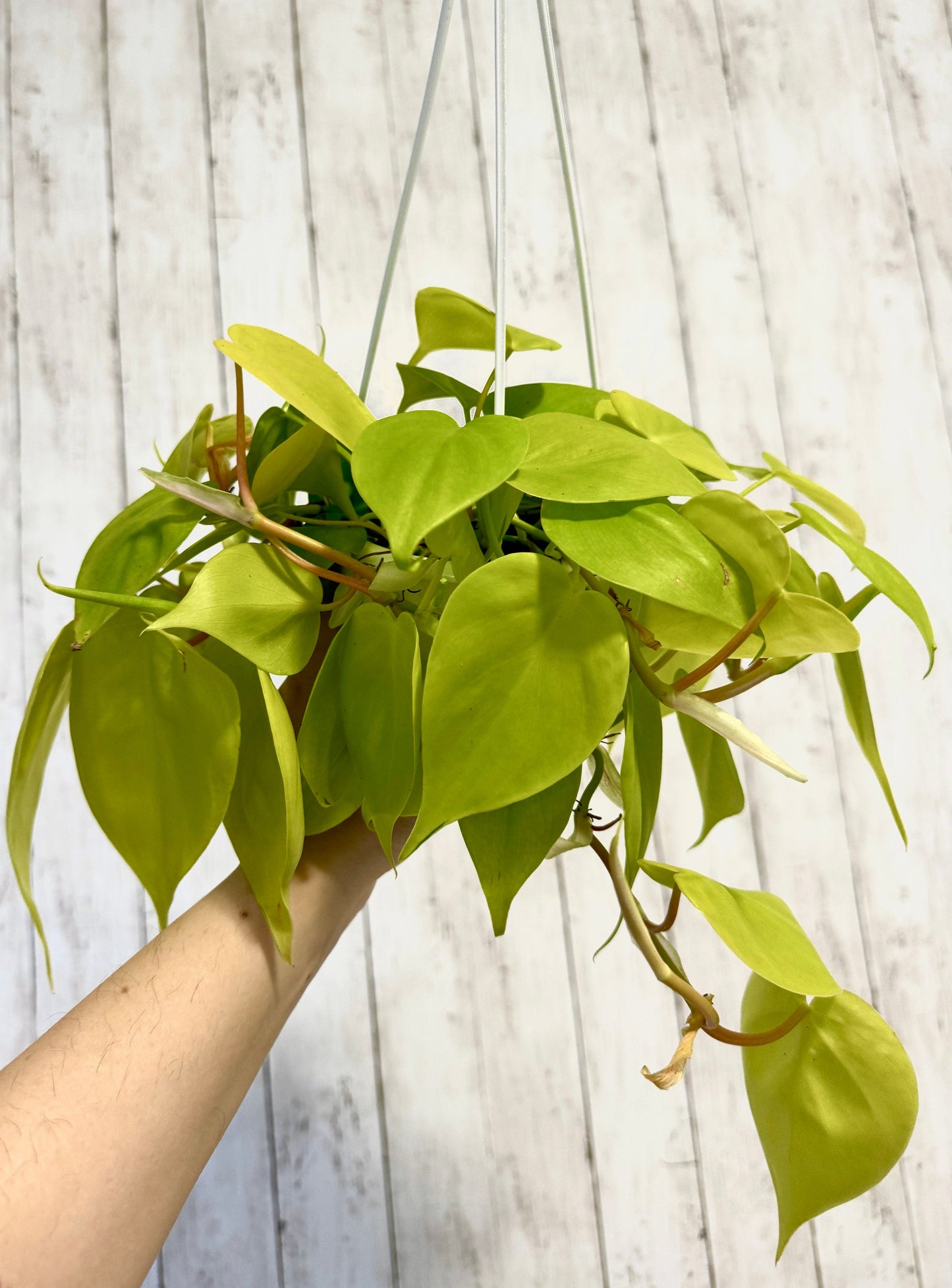 Philodendron Cordatum Lemon Lime Plant - 4.5" Hanging Pot - Live Plant - optional decorative basket