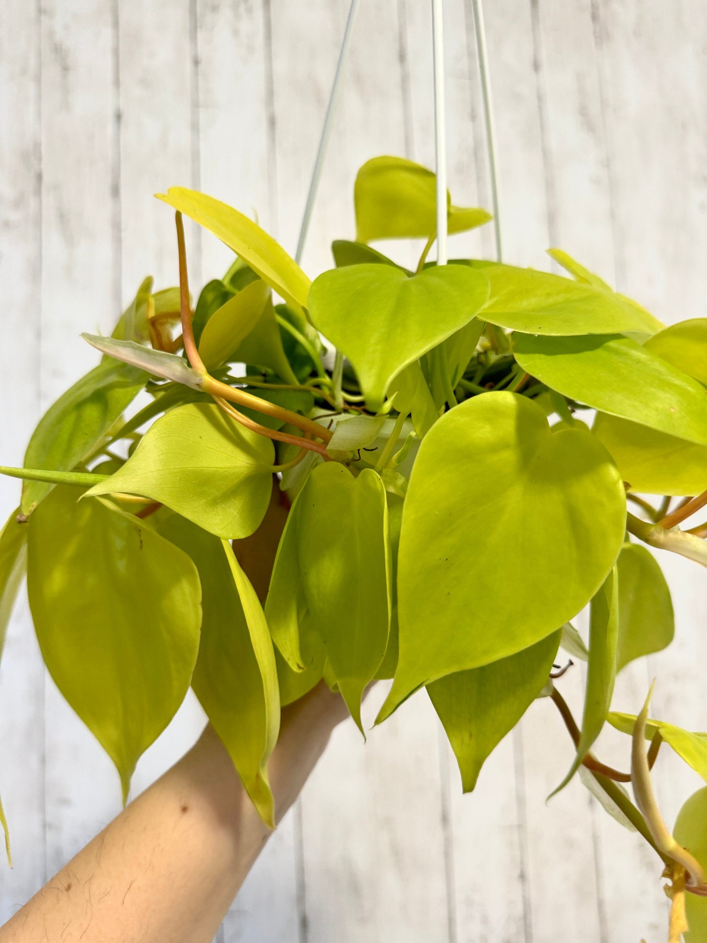 Philodendron Cordatum Lemon Lime Plant - 4.5" Hanging Pot - Live Plant - optional decorative basket