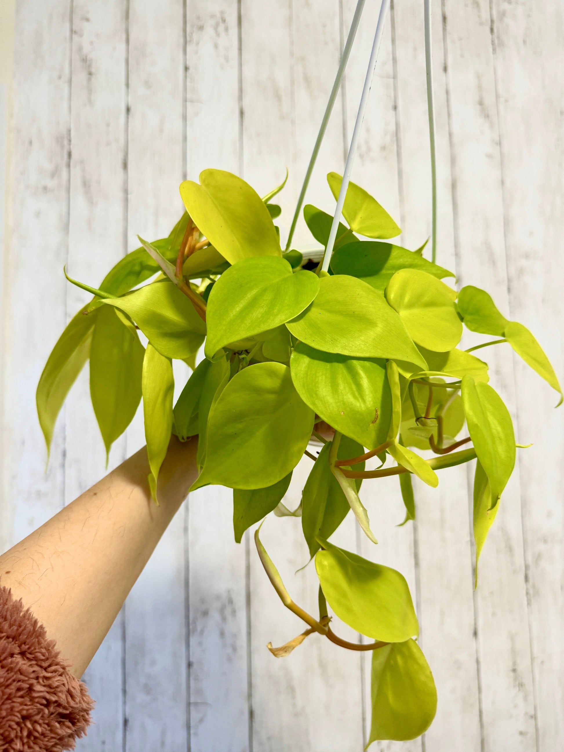 Philodendron Cordatum Lemon Lime Plant - 4.5" Hanging Pot - Live Plant - optional decorative basket