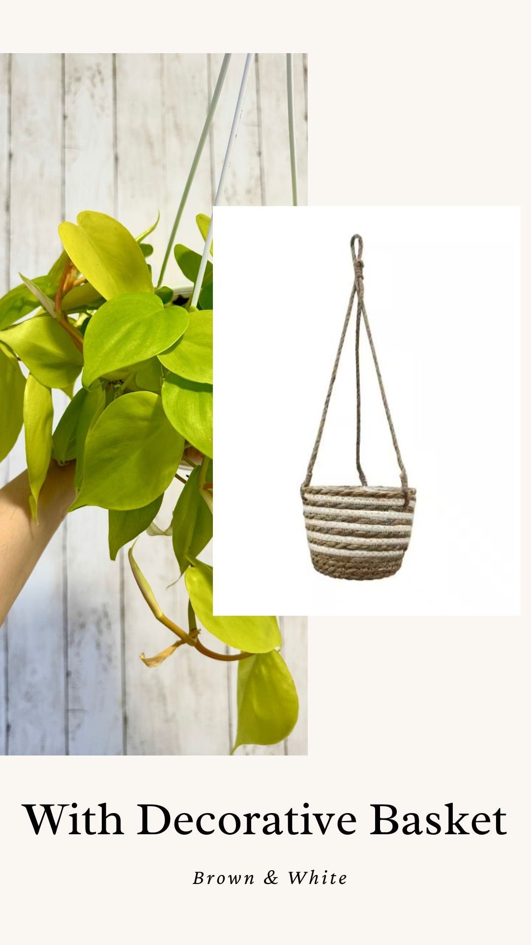 Philodendron Cordatum Lemon Lime Plant - 4.5" Hanging Pot - Live Plant - optional decorative basket