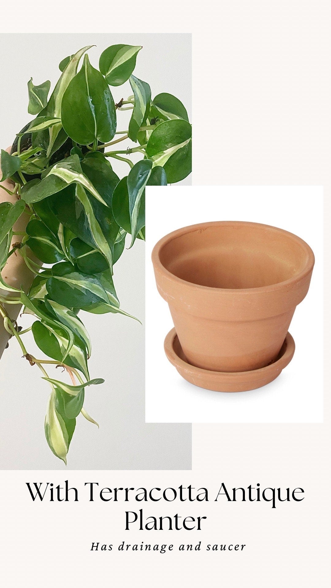 Philodendron Silver Stripe Live Plant 4” Nursery Pot