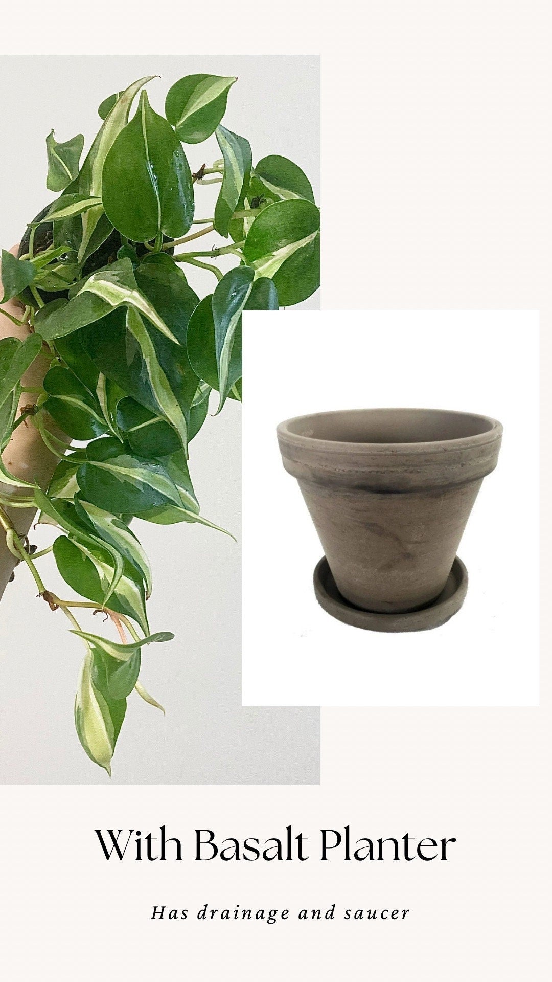 Philodendron Silver Stripe Live Plant 4” Nursery Pot