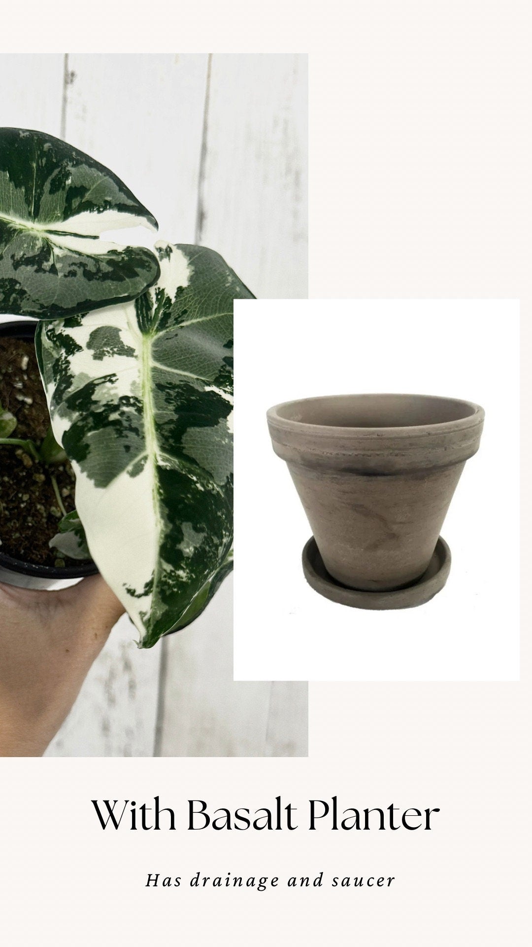 Alocasia Variegated Frydek - Rare Plant - 4" Pot - Live Plant