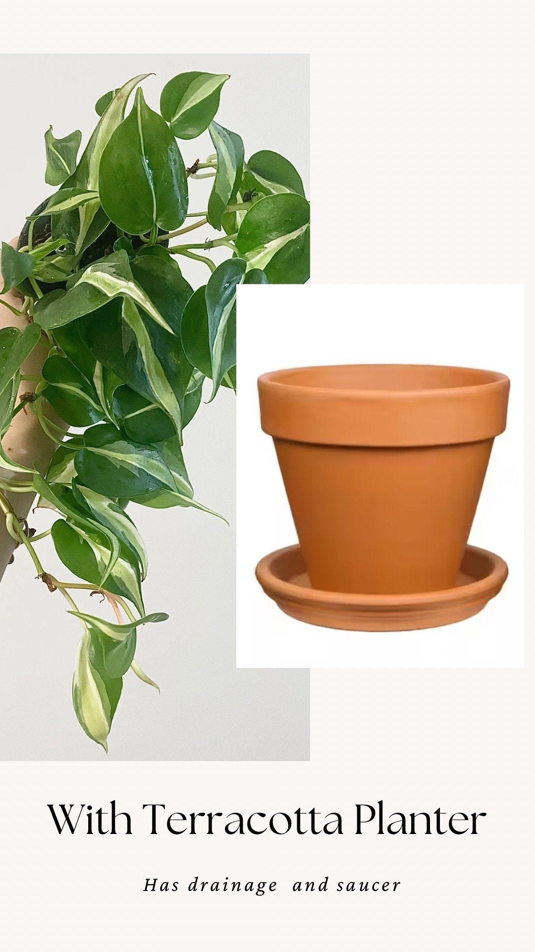 Philodendron Silver Stripe Live Plant 4” Nursery Pot
