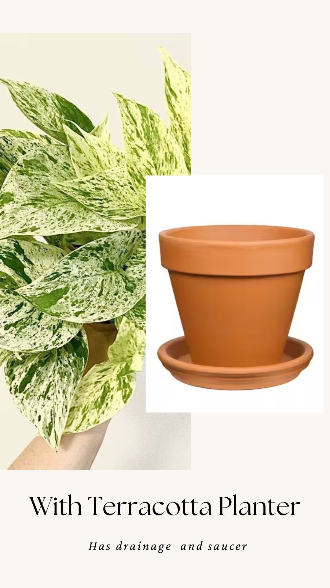 Snow Queen Pothos Plant - 4 inch Pot - Live Plant - optional Decorative Pot