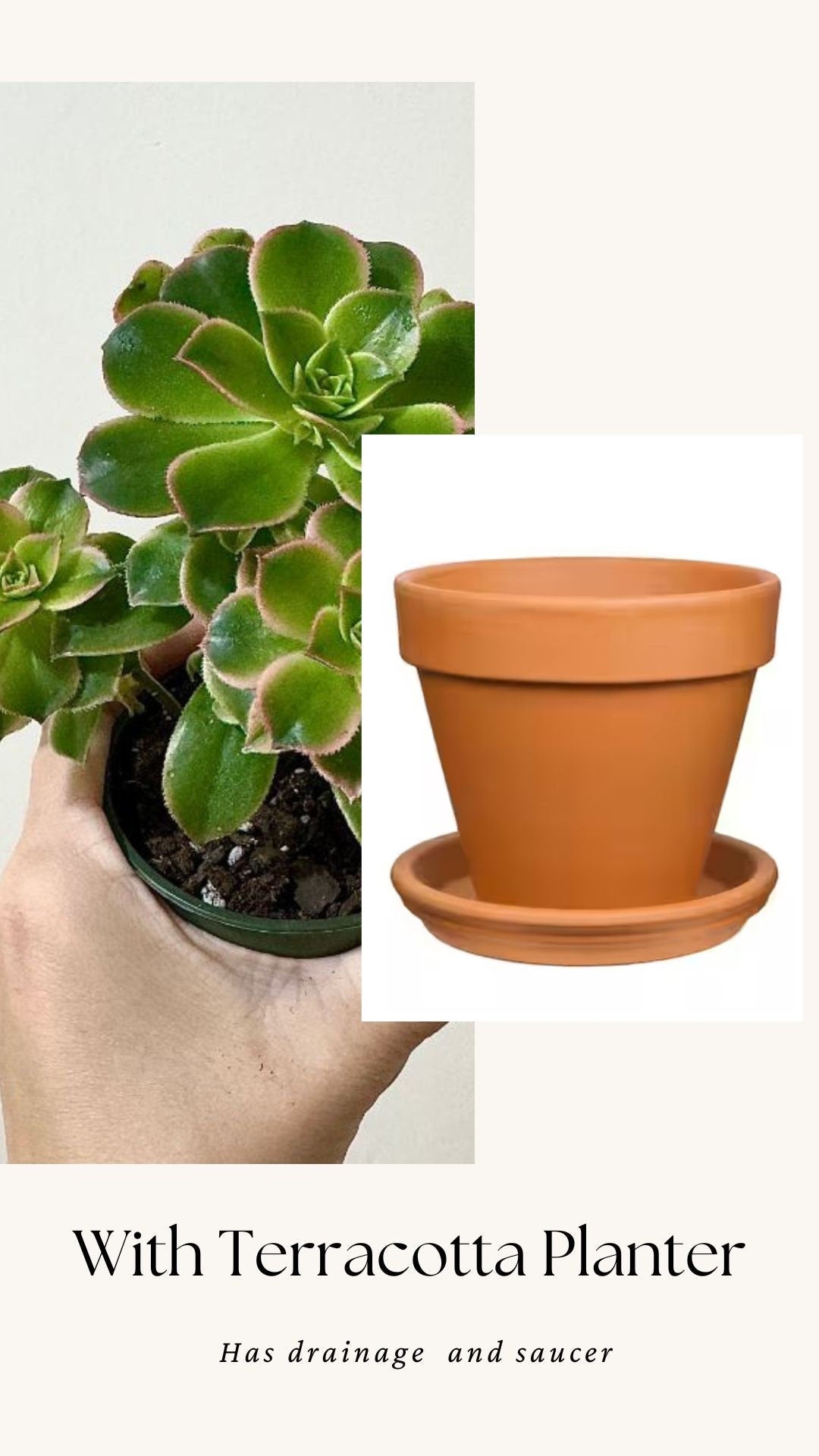 Aeonium 'Kiwi' Succulent Plant - 3.5” Pot - optional decorative pot