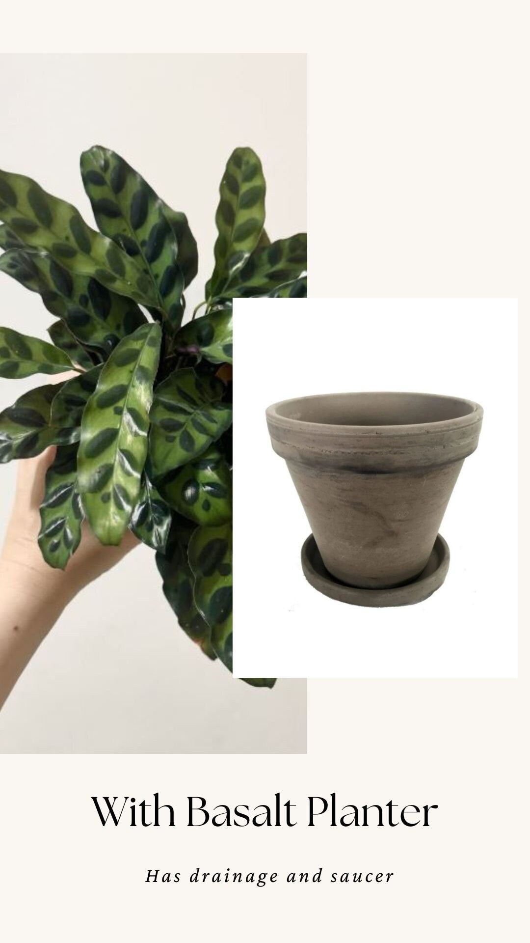 Calathea Lancifolia Rattlesnake Prayer Plant 4" | 6” Pot - Live Indoor Houseplant
