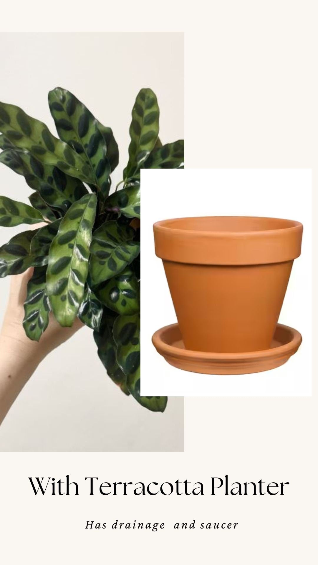 Calathea Lancifolia Rattlesnake Prayer Plant 4" | 6” Pot - Live Indoor Houseplant