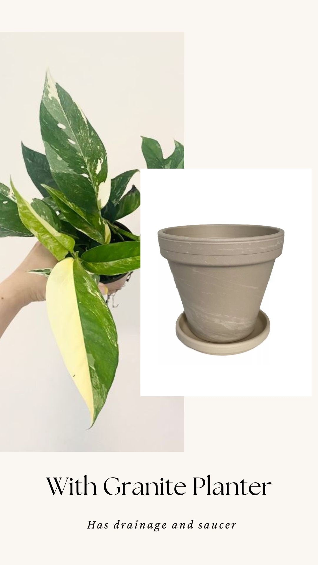 Epipremnum Pinnatum Albo Variegated Plant - Live Plant 4" Pot - optional decorative planter