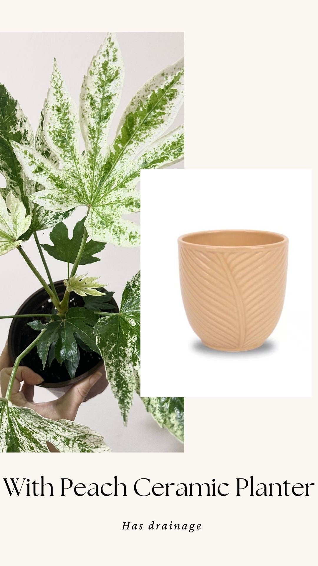 Fatsia japonica 'Spider's Web' (Japanese Aralia) Plant - 6” Pot - Live Plant