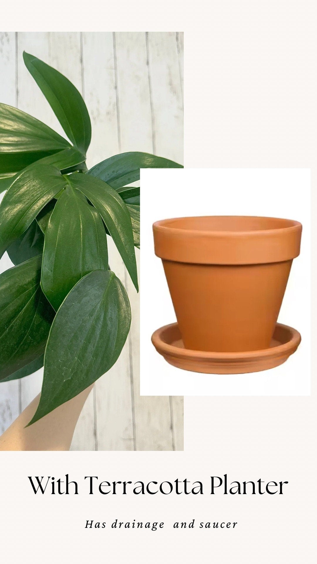 Rhaphidophora Decursiva Plant - 6” Nursery Pot