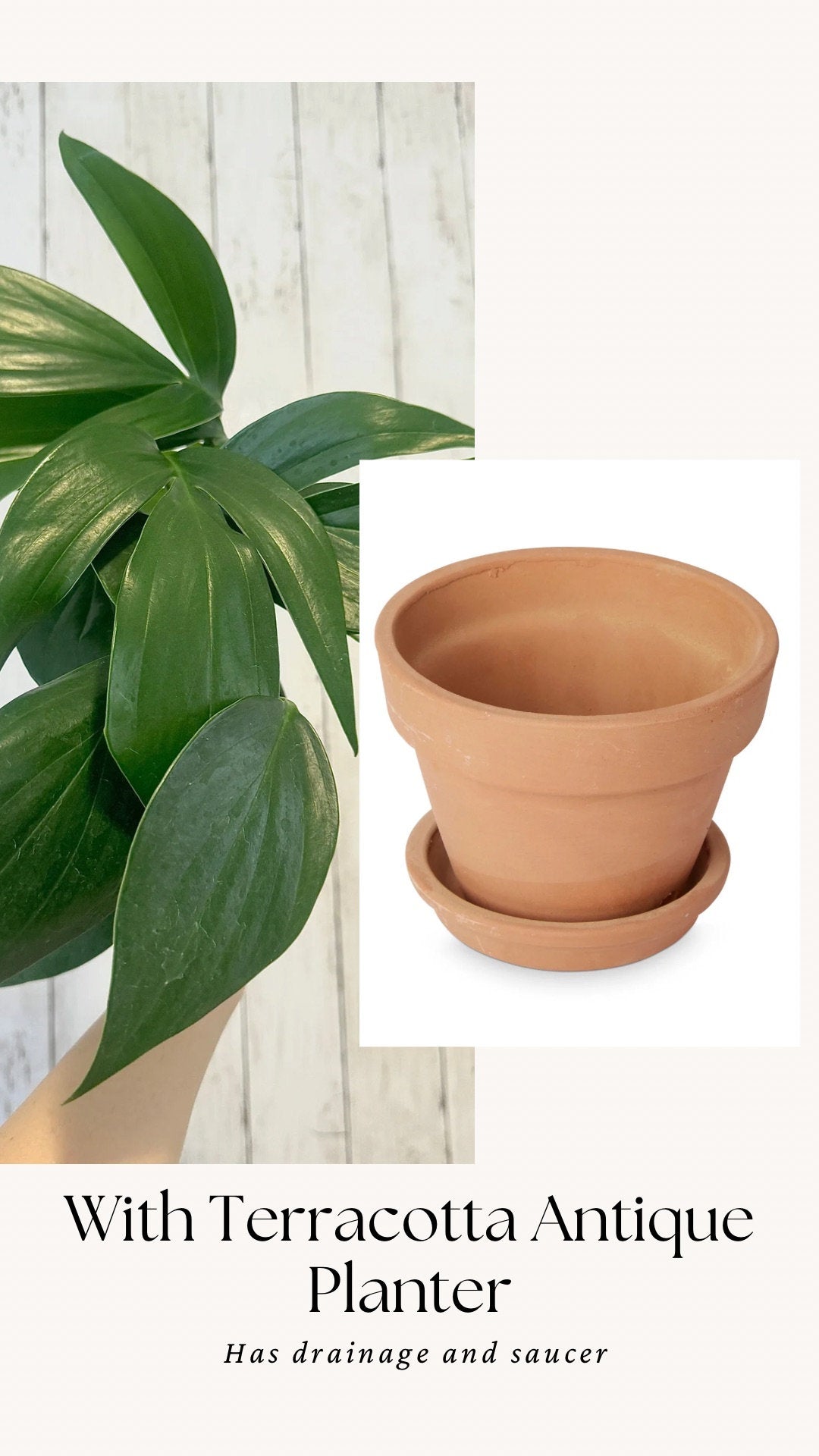 Rhaphidophora Decursiva Plant - 6” Nursery Pot