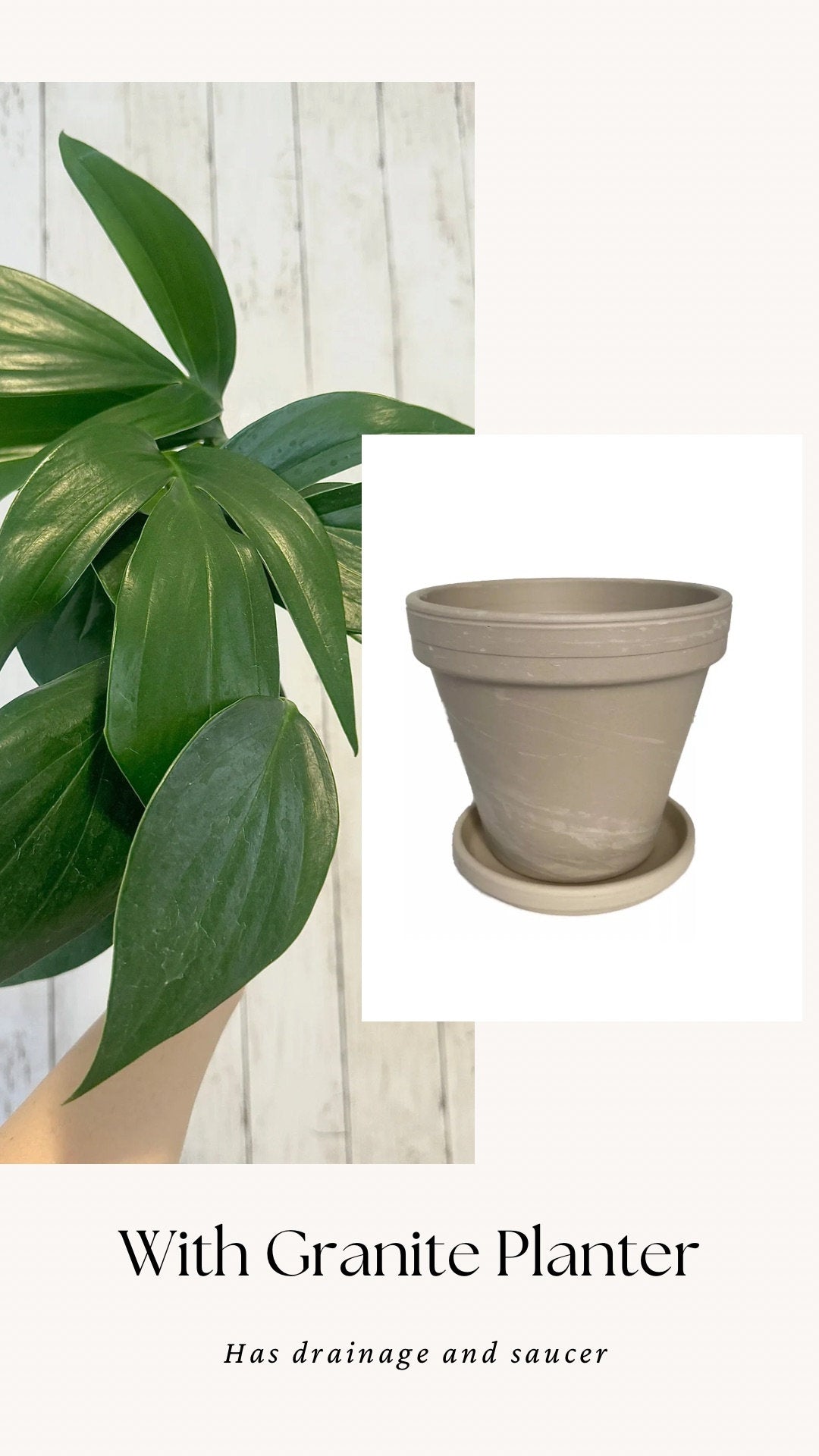 Rhaphidophora Decursiva Plant - 6” Nursery Pot