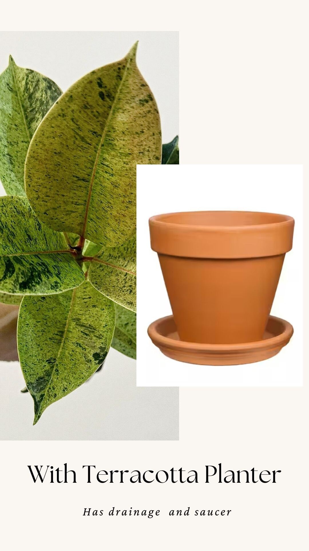 Ficus Shiveriana ‘Moonshine’ Plant - 4" Pot