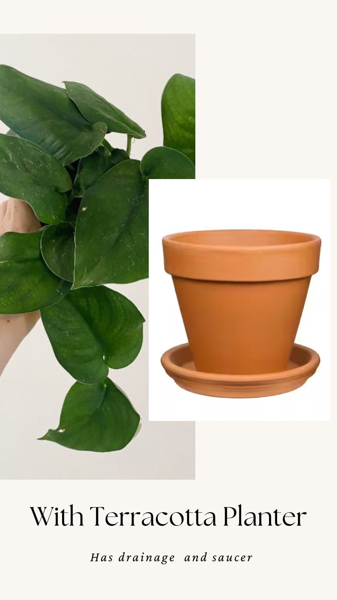 Scindapsus Green Jade Satin 6 inch Pot - Live Plant - optional decorative pot
