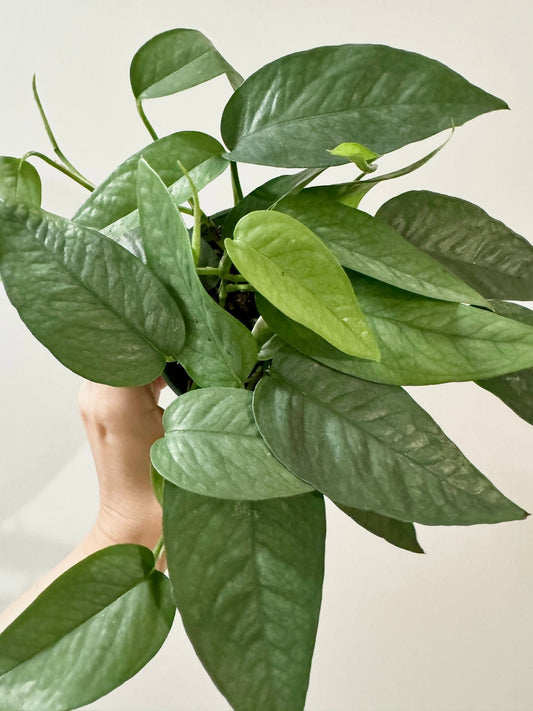 Cebu Blue Pothos (Epipremnum Pinnatum) 4 inch pot - Live Plant - optional decorative pot