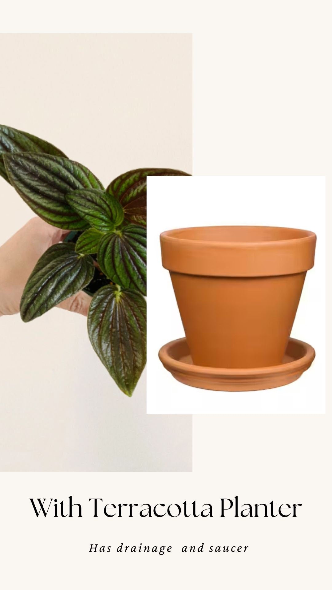 Peperomia “Fuzzy Mystery” Plant - 4 inch Pot - Live Plant - optioal decorative pot