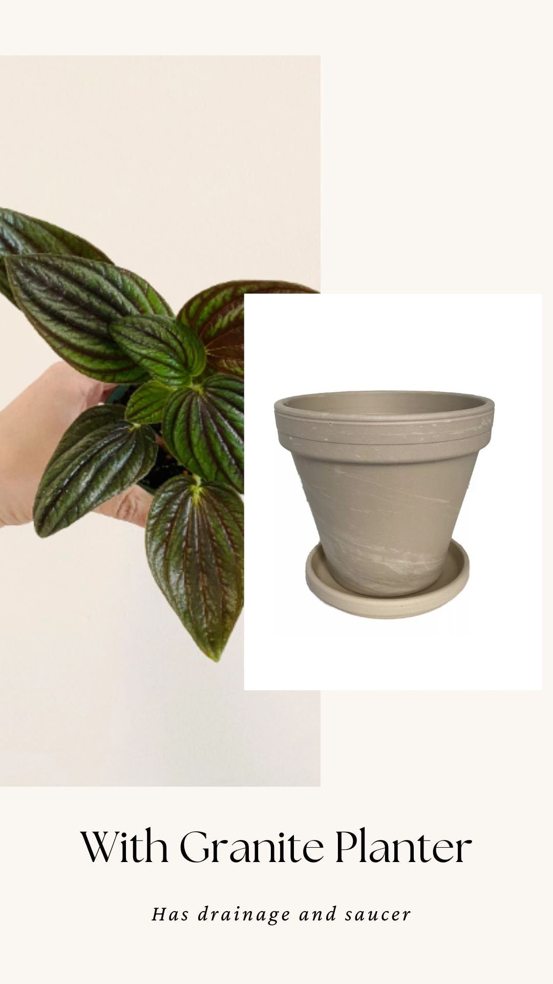 Peperomia “Fuzzy Mystery” Plant - 4 inch Pot - Live Plant - optioal decorative pot
