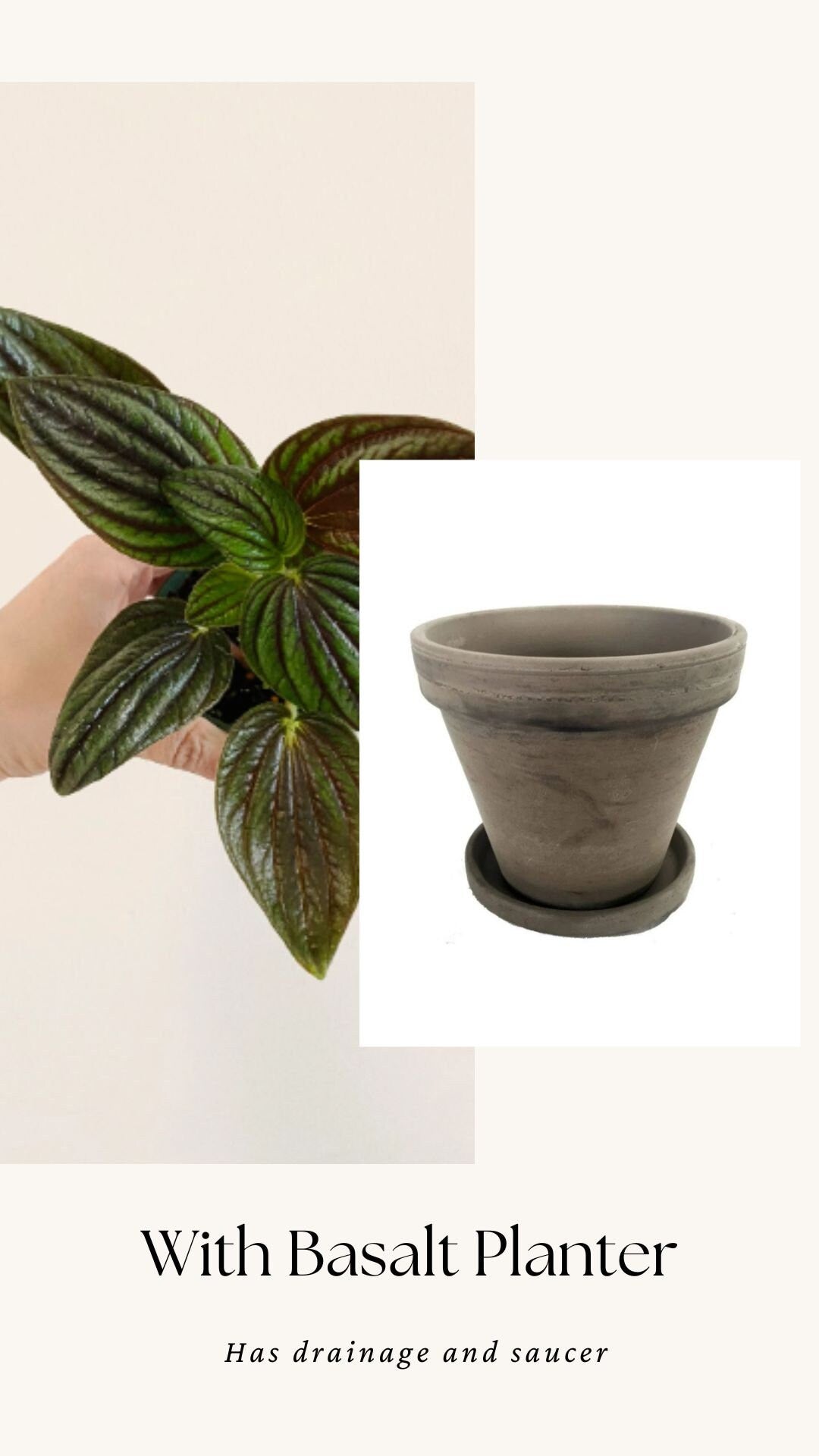Peperomia “Fuzzy Mystery” Plant - 4 inch Pot - Live Plant - optioal decorative pot