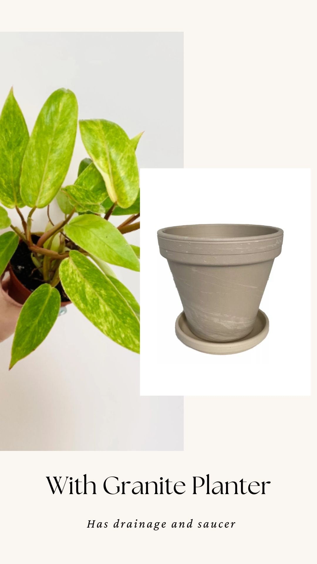 Philodendron Painted Lady Plant- 4" Nursery Pot - Live Plant - optional deocrative pot