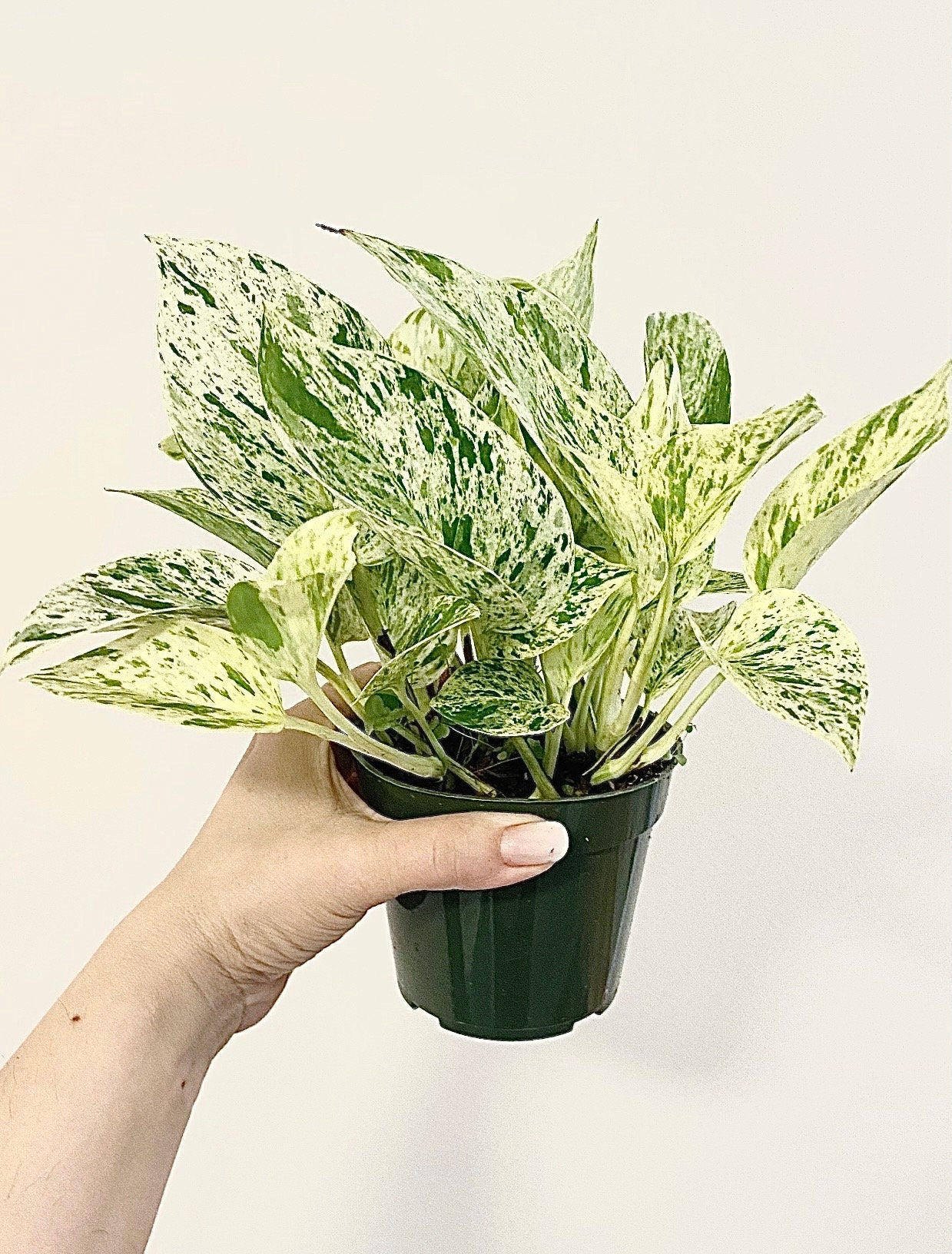 Snow Queen Pothos Plant - 4 inch Pot - Live Plant - optional Decorative Pot