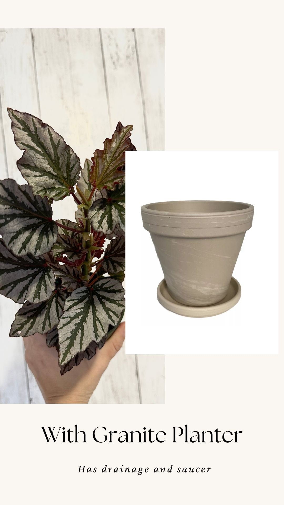 Begonia Kismet Plant - 4” Pot - Live Plant - optional decorative pot