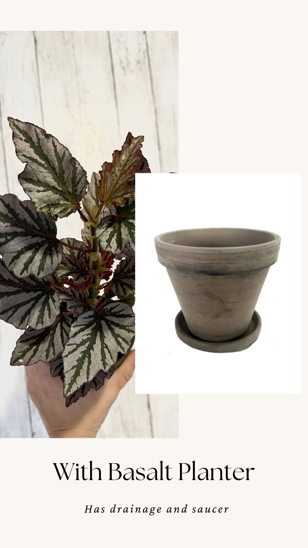 Begonia Kismet Plant - 4” Pot - Live Plant - optional decorative pot
