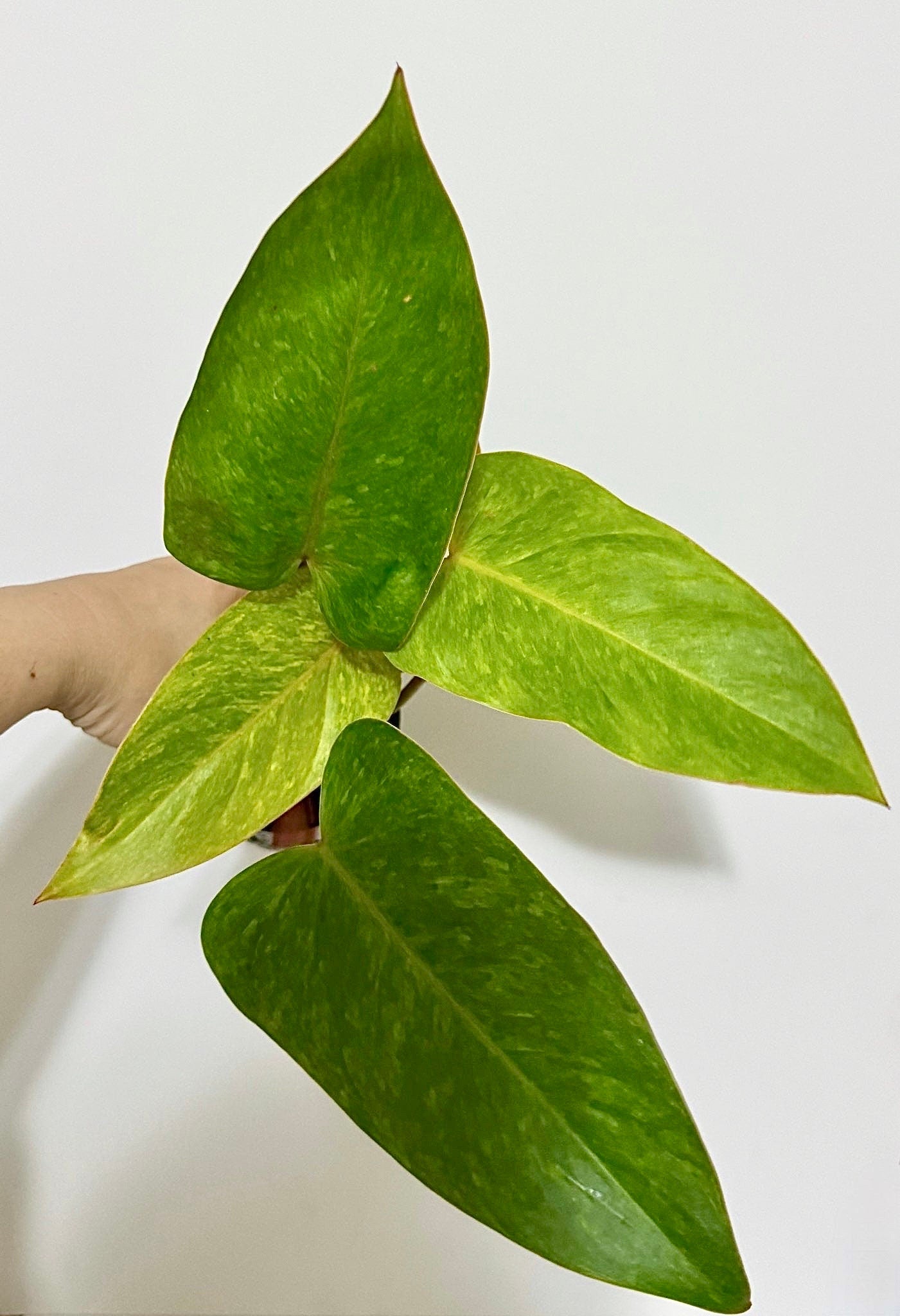 Philodendron Painted Lady Plant- 4" Nursery Pot - Live Plant - optional deocrative pot