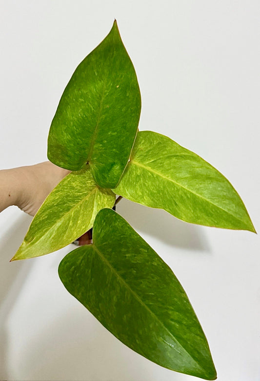 Philodendron Painted Lady Plant- 4" Nursery Pot - Live Plant - optional deocrative pot