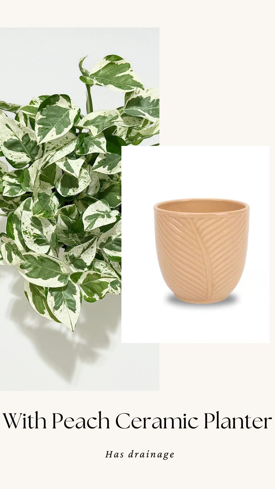 N’Joy Pothos Live Plant - 6 inch Pot - optional decorative pot
