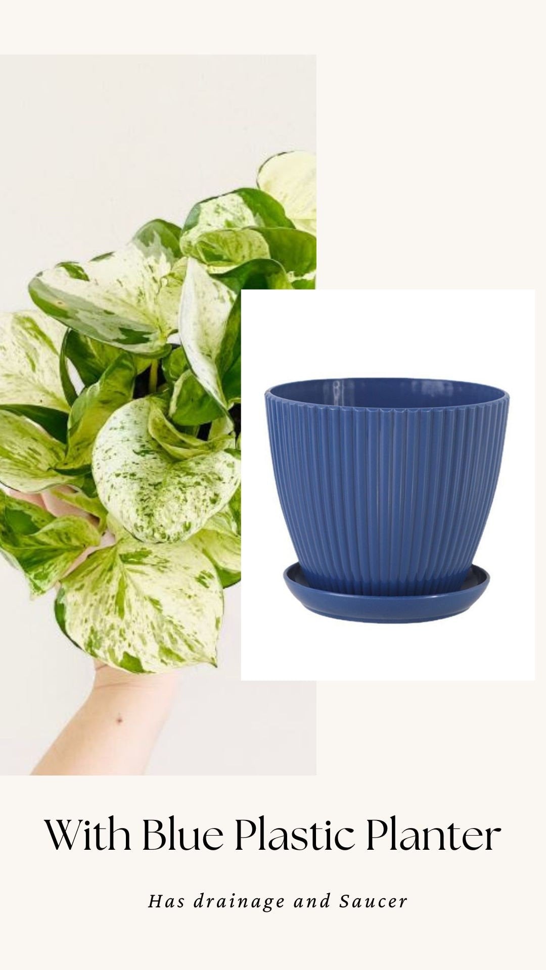 Manjula Pothos Plant - 4 inch Nursery Pot - Live Plant - optional decorative pot