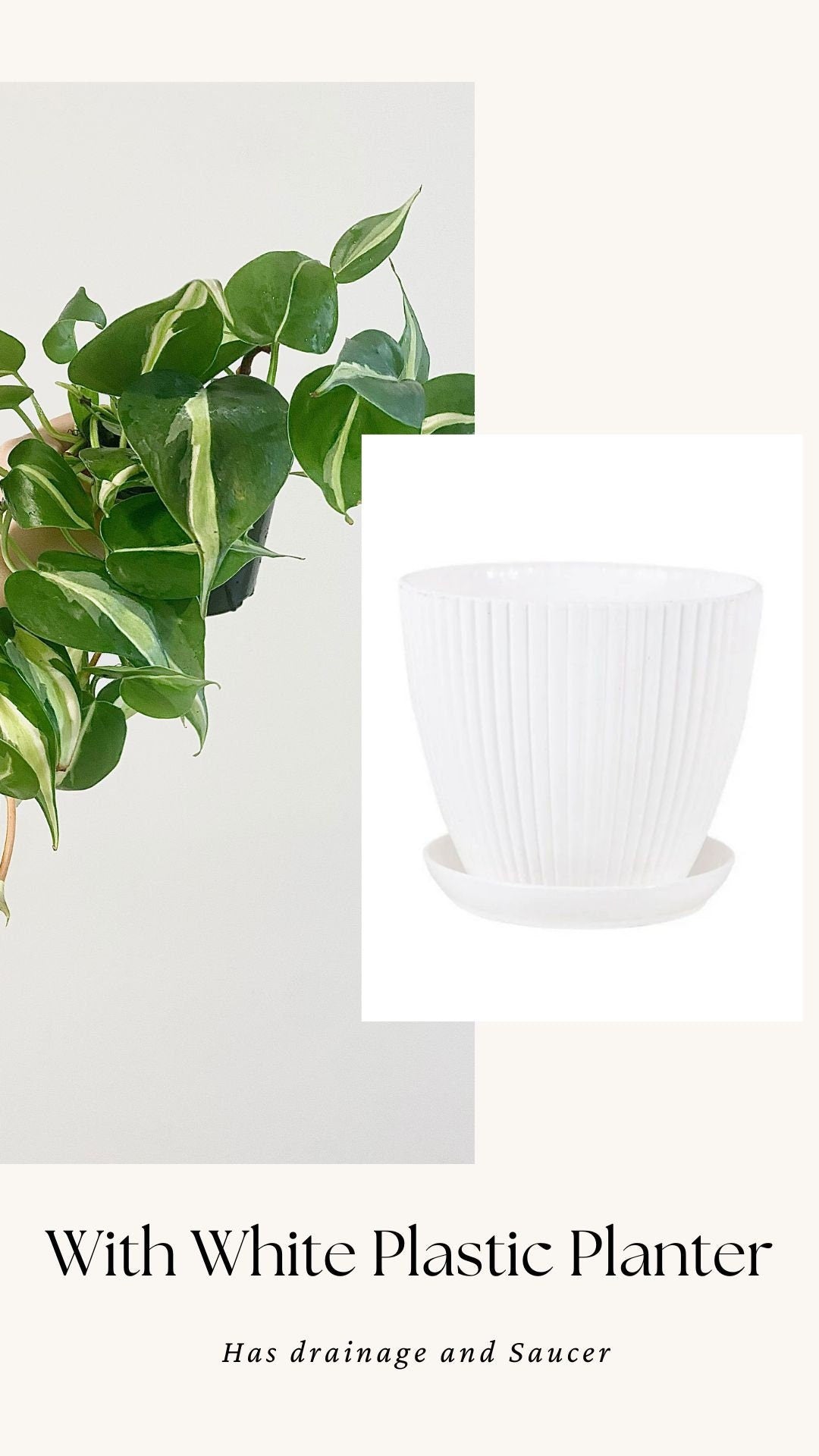 Philodendron Silver Stripe Live Plant 4” Nursery Pot