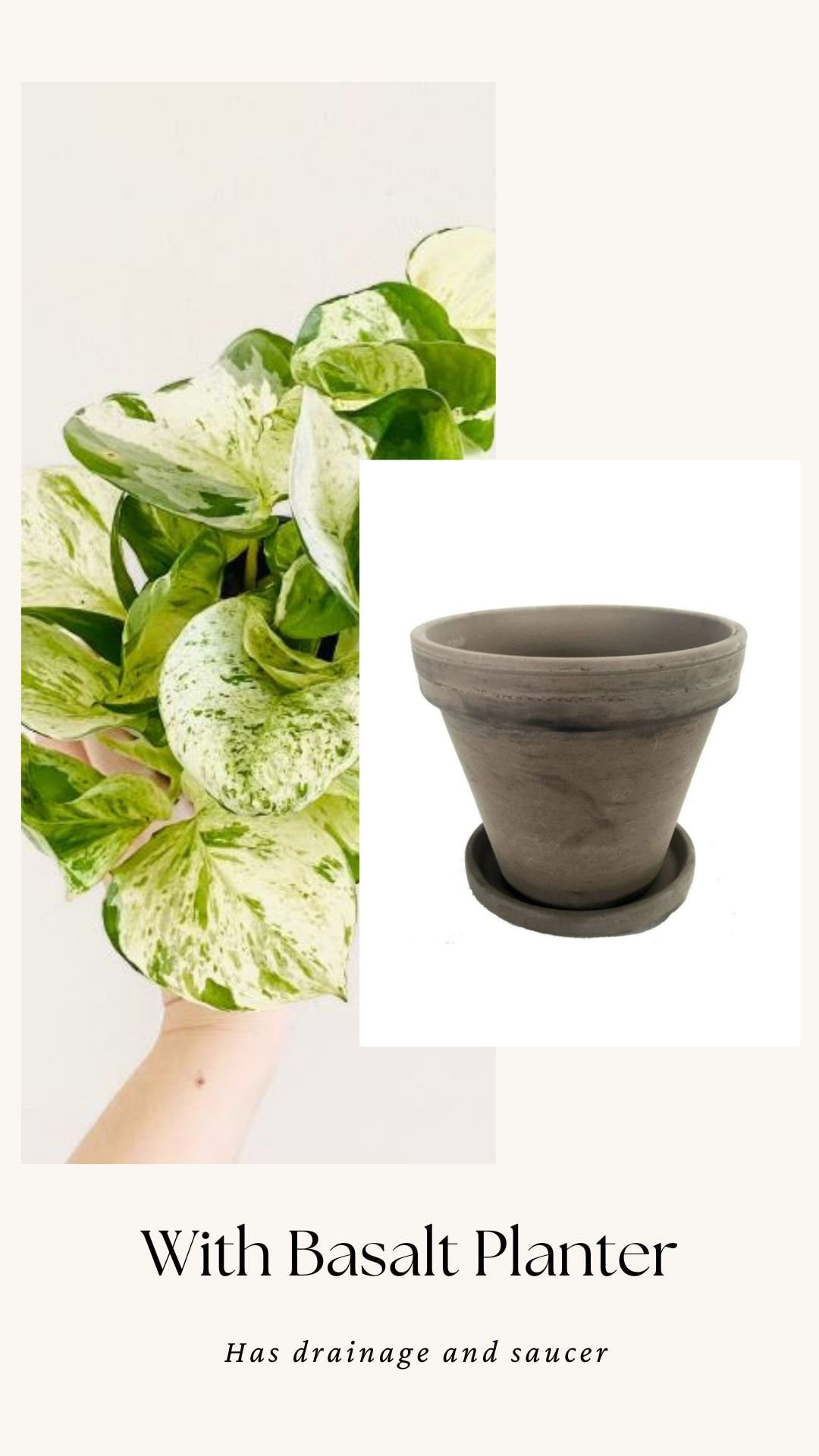 Manjula Pothos Plant - 4 inch Nursery Pot - Live Plant - optional decorative pot
