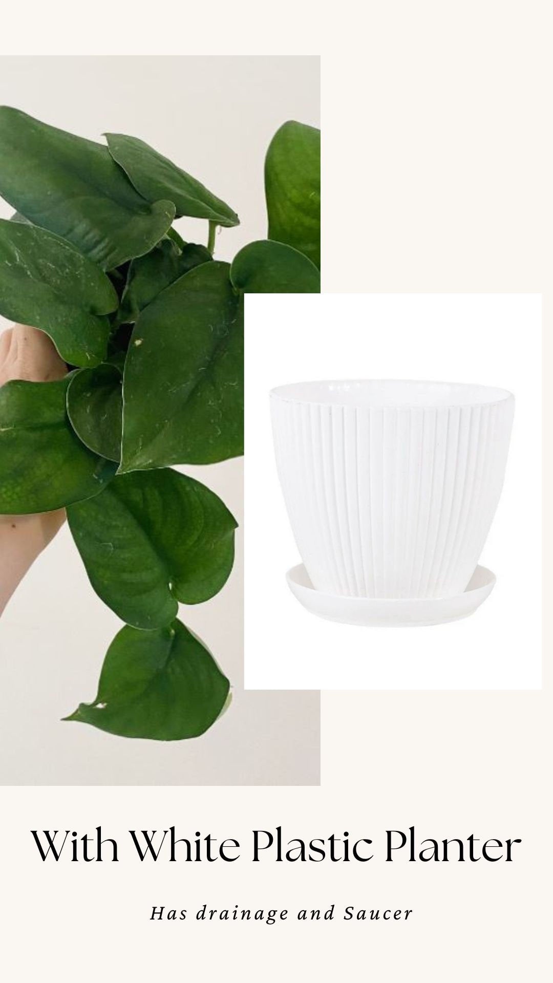 Scindapsus Green Jade Satin 6 inch Pot - Live Plant - optional decorative pot