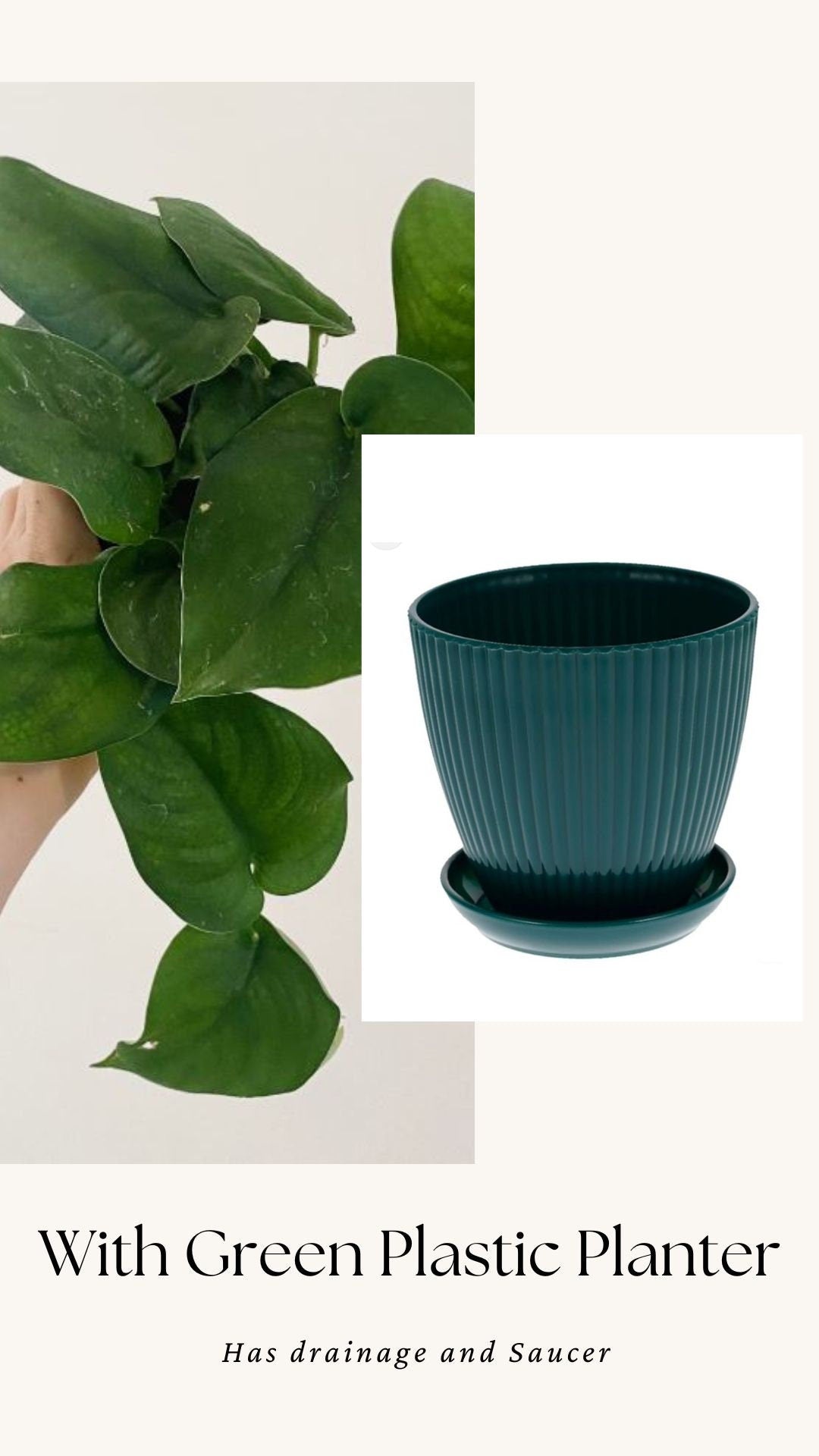 Scindapsus Green Jade Satin 6 inch Pot - Live Plant - optional decorative pot