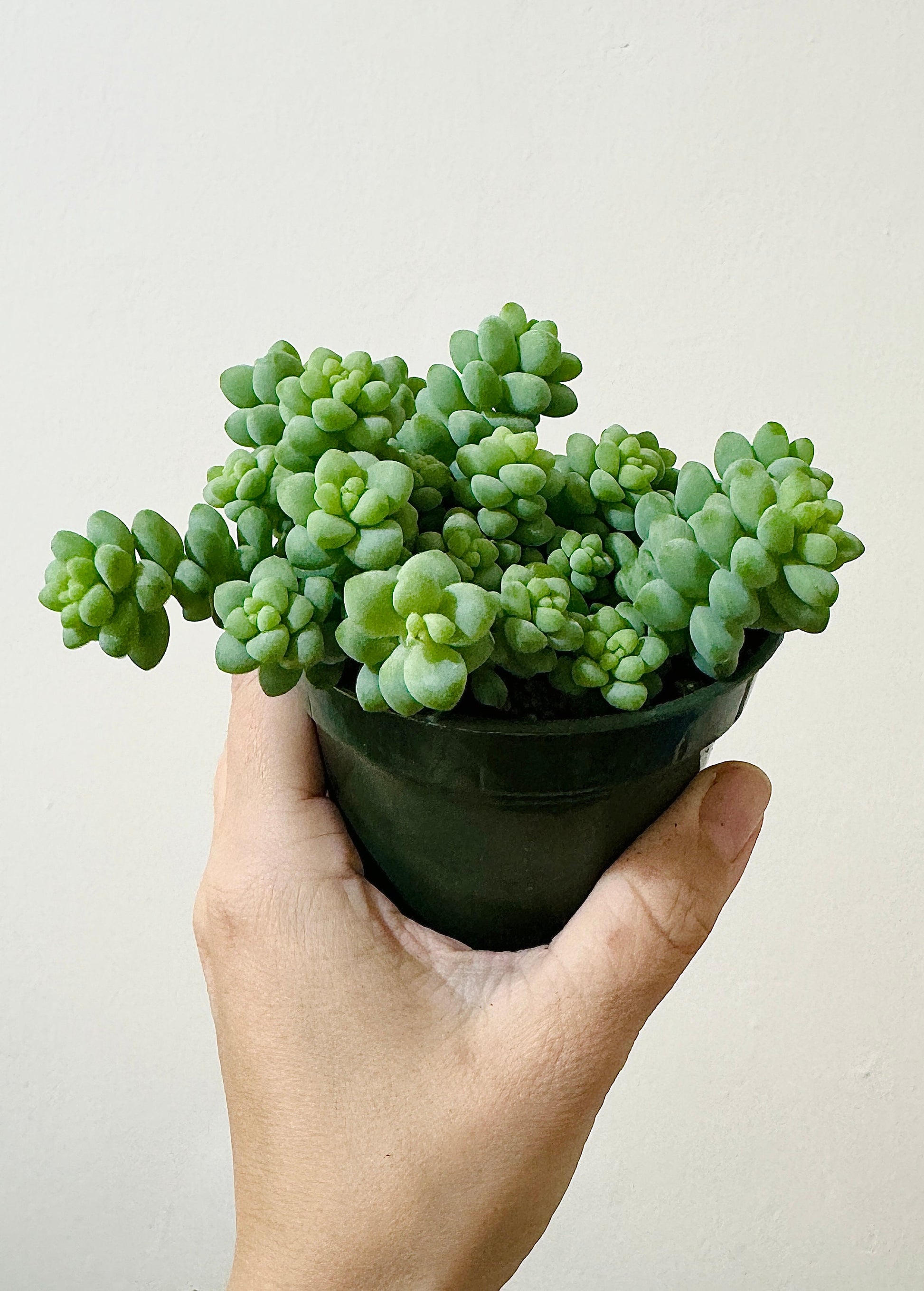 Burro Tail Succulent Plant - Donkey Tail - 3.5 inch Pot