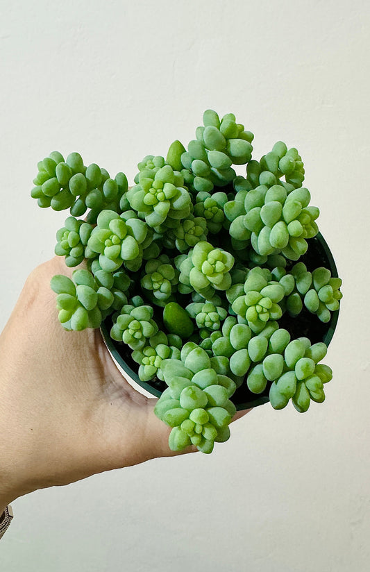 Burro Tail Succulent Plant - Donkey Tail - 3.5 inch Pot