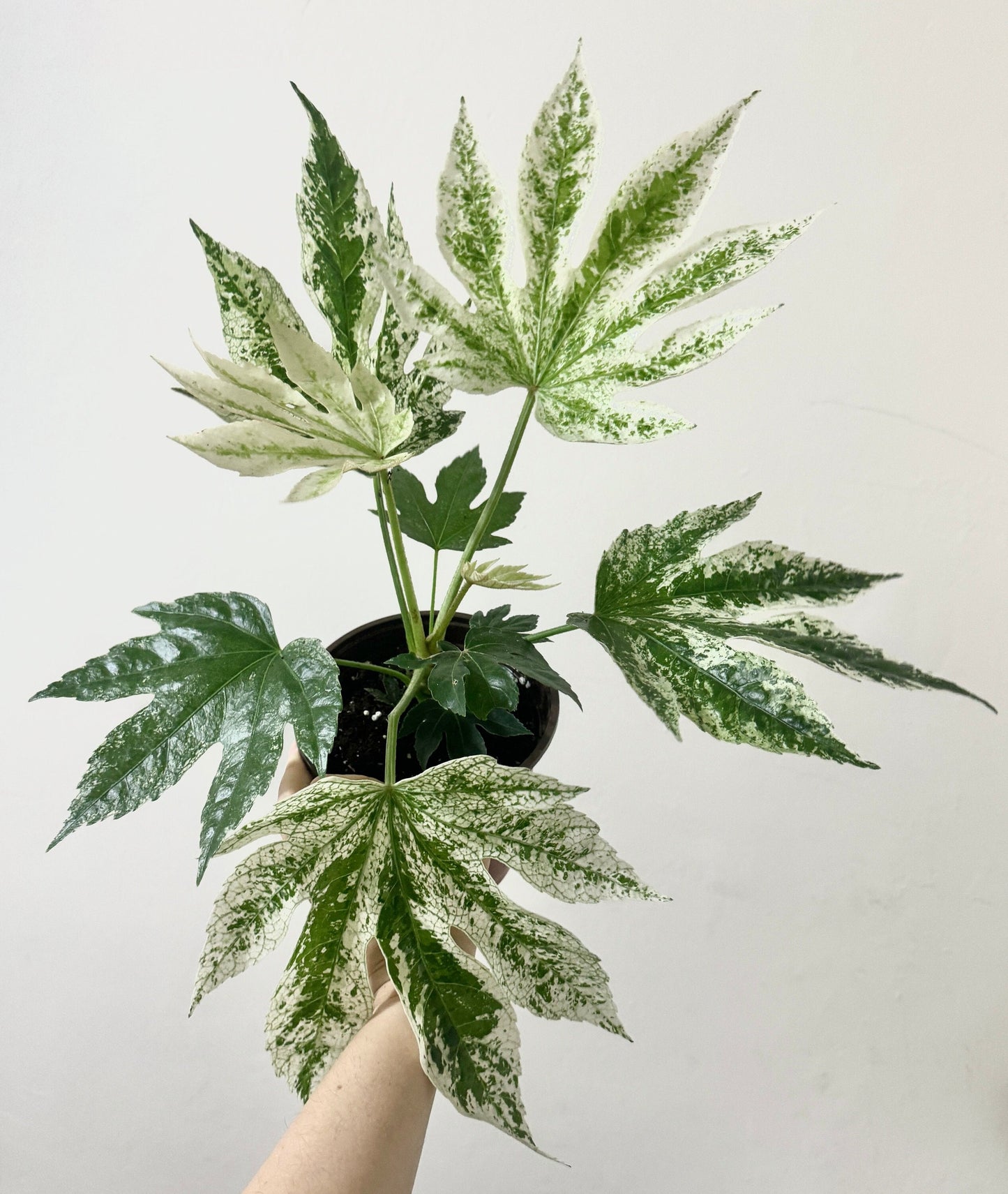 Fatsia japonica 'Spider's Web' (Japanese Aralia) Variegated Plant - 6” Pot - Live Plant