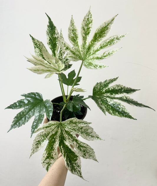 Fatsia japonica 'Spider's Web' (Japanese Aralia) Variegated Plant - 6” Pot - Live Plant