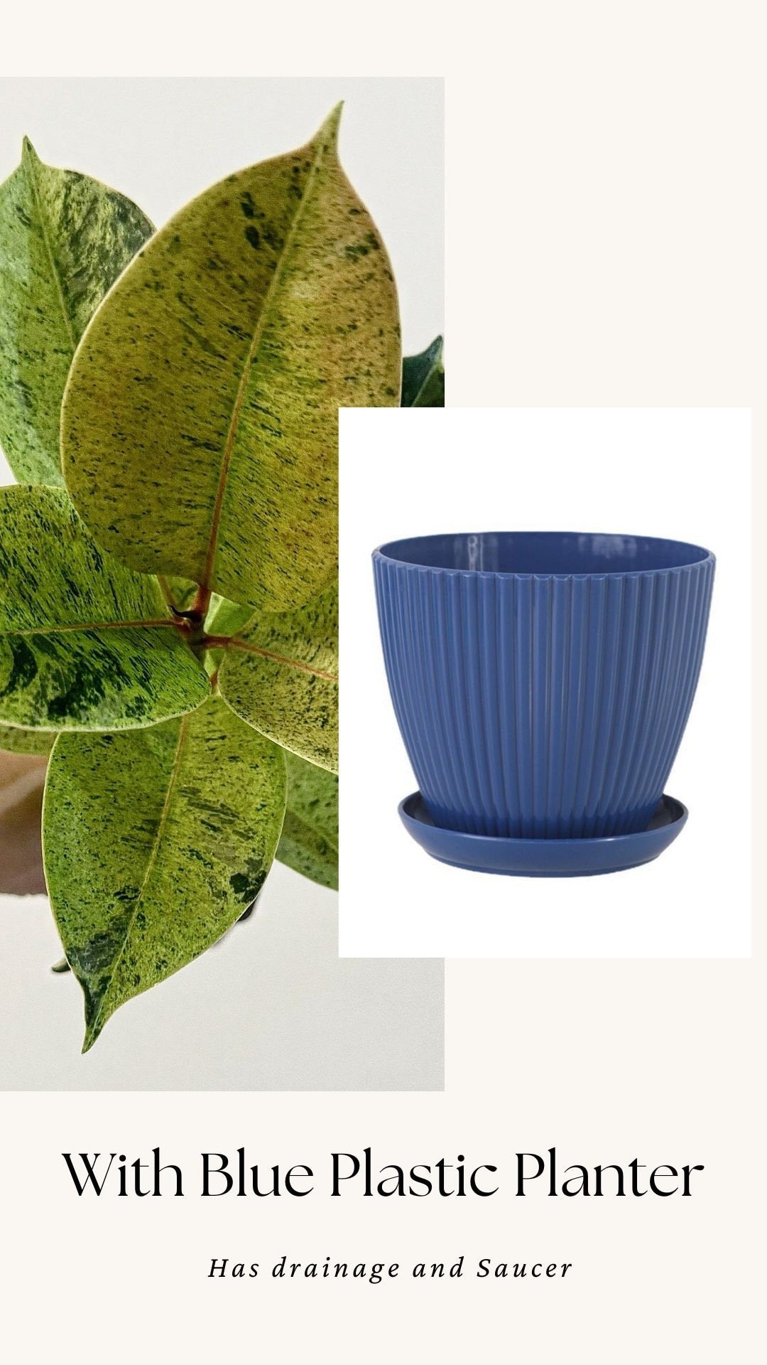 Ficus Shiveriana ‘Moonshine’ Plant - 4" Pot